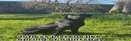 Labrador Retriever dogs for sale: Exceptional FTCH  Fully Health Tested Lab puppies  - Advert 9
