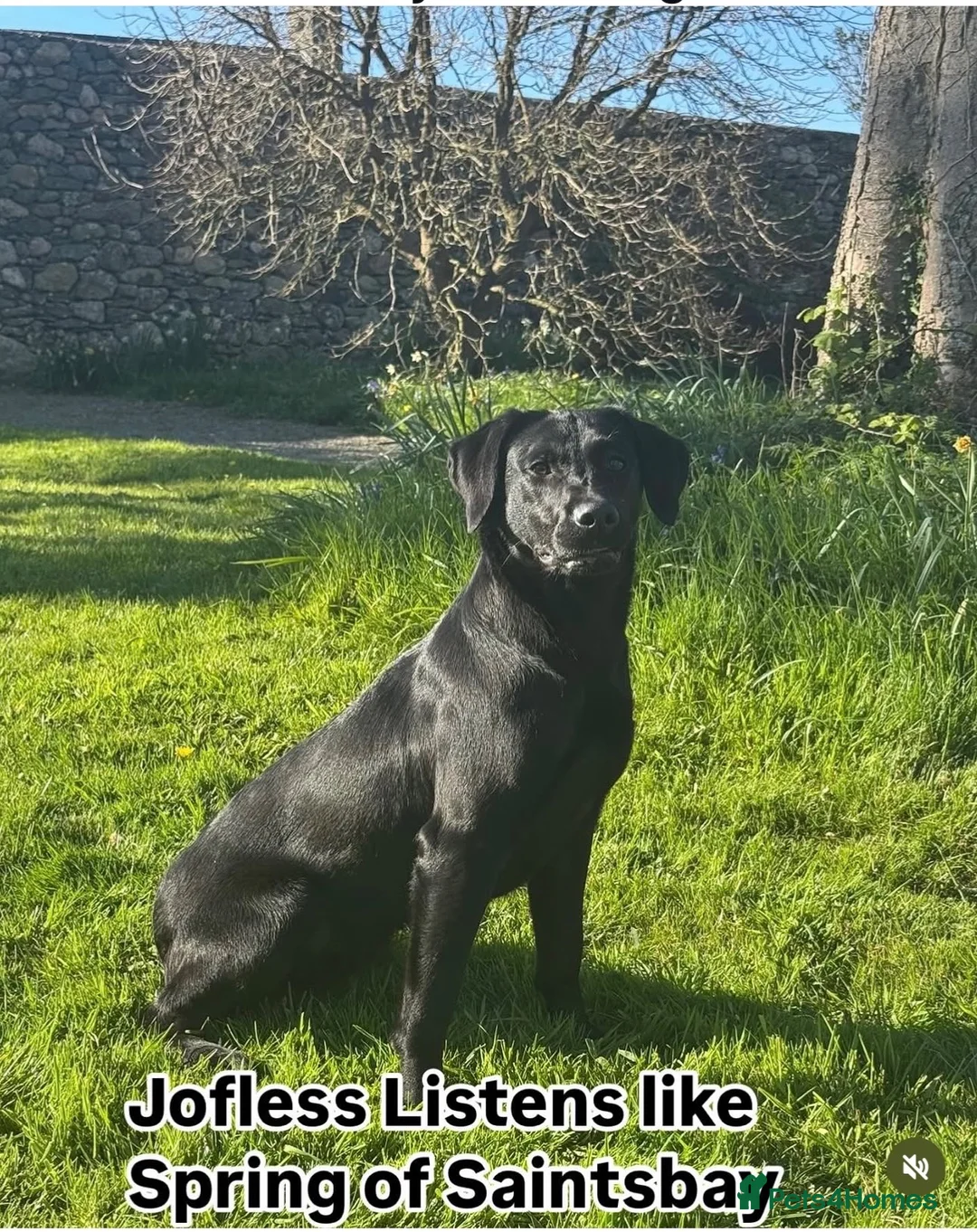 Labrador Retriever dogs for sale: Exceptional FTCH  Fully Health Tested Lab puppies  - Advert 9