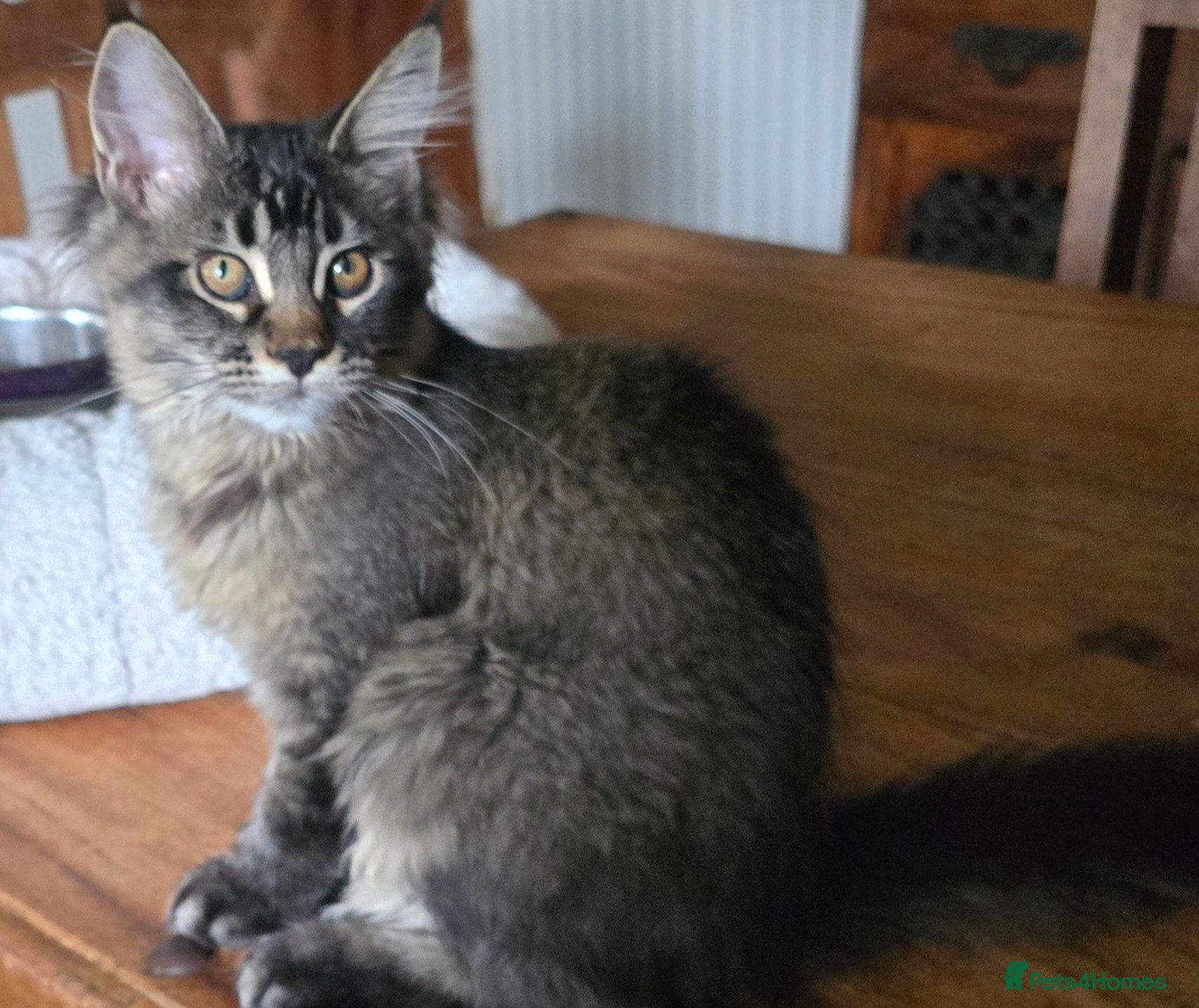 Maine Coon cats Big Strong Maine Coon Kittens - Advert 11