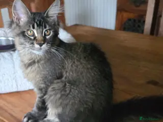 Maine Coon cats Big Strong Maine Coon Kittens - Advert 1