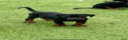 Dobermann dogs for sale: European Doberman puppies 3 available!! - Advert 15