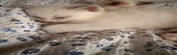 Ragdoll cats for sale: Beautiful Ragdoll Kittens in Faversham - Advert 3