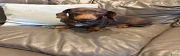 Dachshund dogs for sale: Miniature Dachshund Smooth Haired Dachshunds' - Advert 10