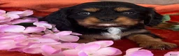 Cavalier King Charles Spaniel dogs for sale: KC Registered Cavalier puppies  - Advert 1