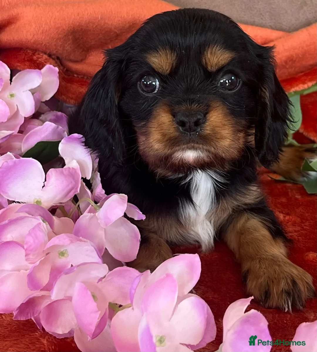 Cavalier King Charles Spaniel dogs for sale: KC Registered Cavalier puppies  - Advert 1