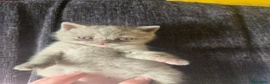Female Pointed Lilac Kitten