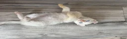Mixed Breed cats for sale: Beautiful boy - Advert 11