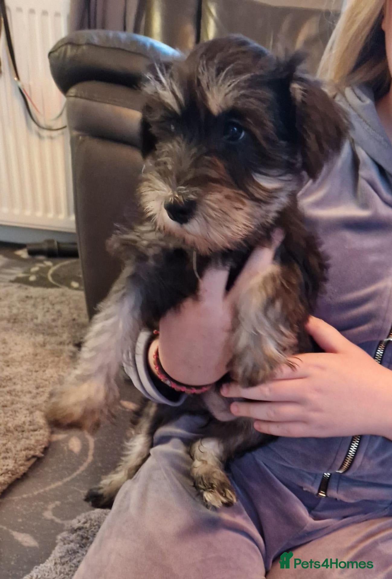Miniature Schnauzer dogs Kc mac test 1 girl ready To go - Advert 8