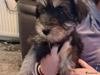 Miniature Schnauzer dogs Kc mac test 1 girl ready To go - Advert 8