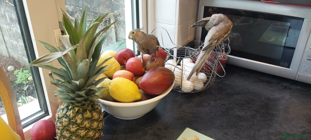 Cockatiels birds for sale: 2 cockatiel  in Llandysul - Advert 2