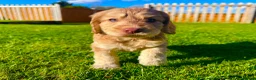 Schnoodle dogs for sale: Beautiful Schnoodle Puppies 🐾🐾🐾 - Advert 25