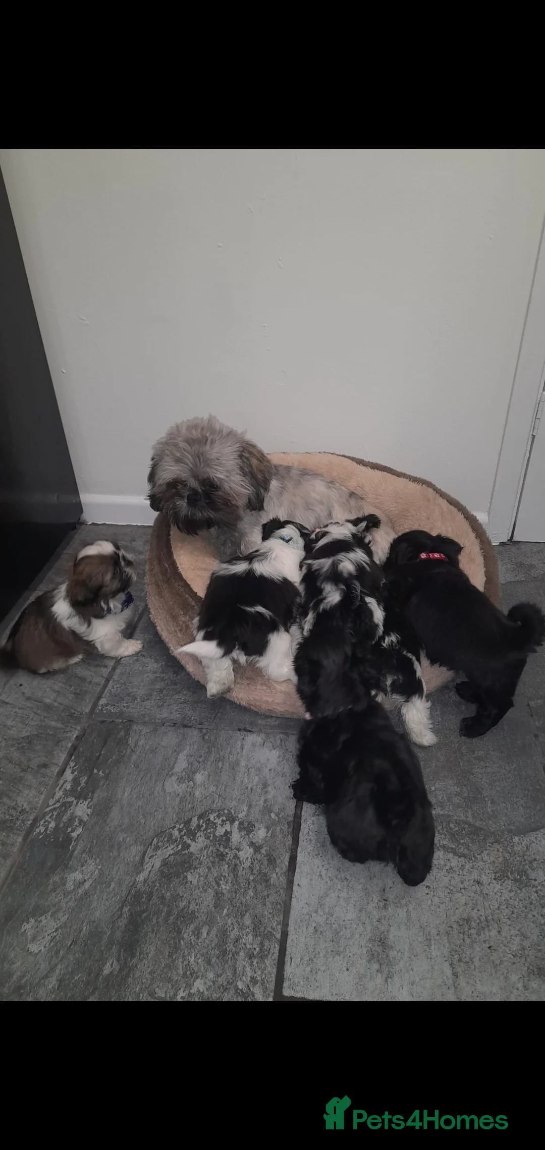 Shih Tzu dogs for sale: 7 shihtzu puppies for sale, merthyr tydfil  - Advert 3