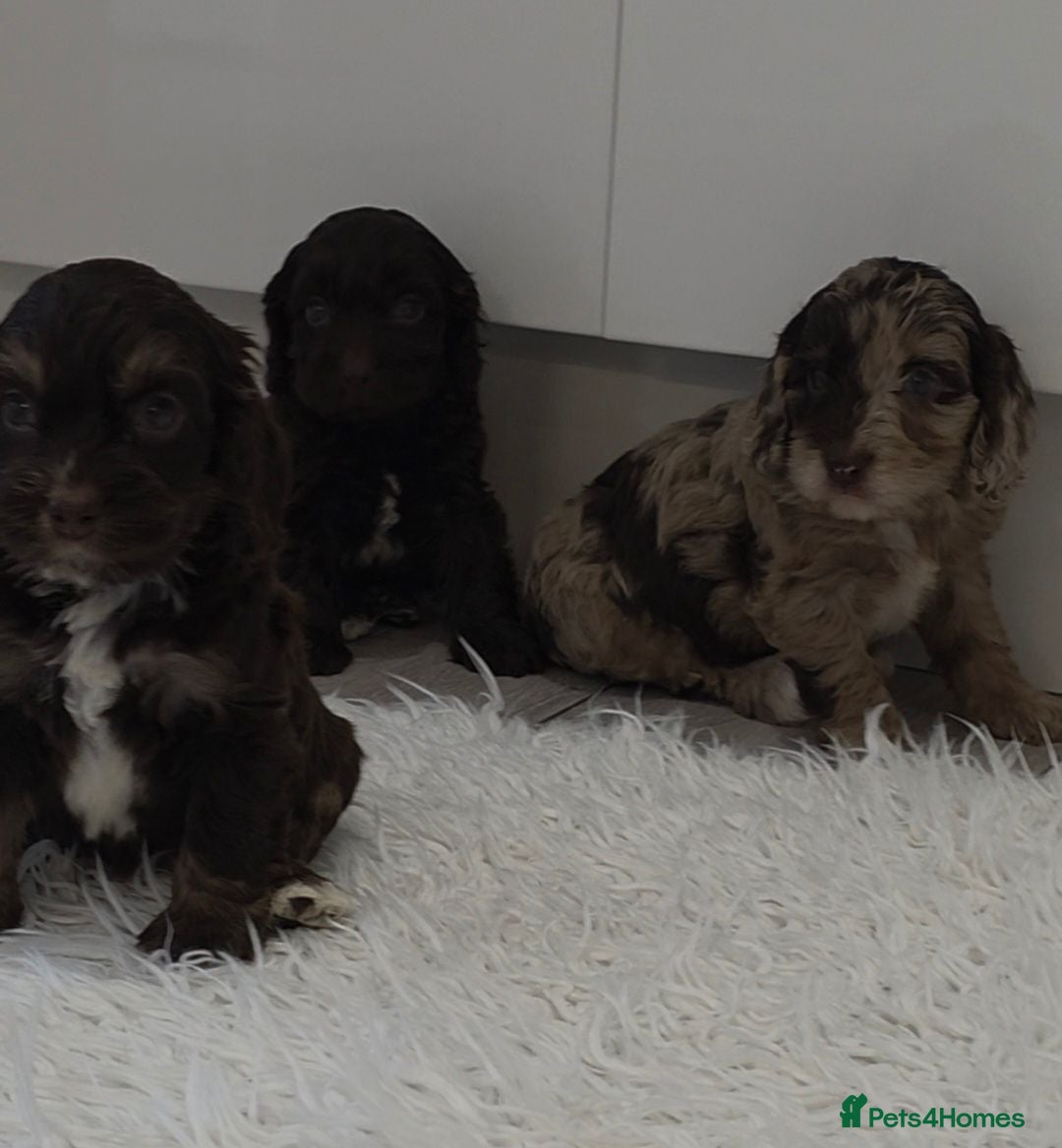 Cockapoo dogs Stunning extensively health tested cockapoos  - Advert 2