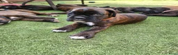 Boxer dogs for sale: Bobtail/tailed Boxer puppy - Advert 19