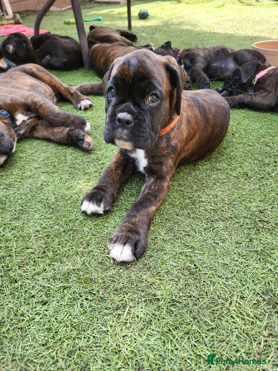 Boxer dogs for sale: Bobtail/tailed Boxer puppy - Advert 19