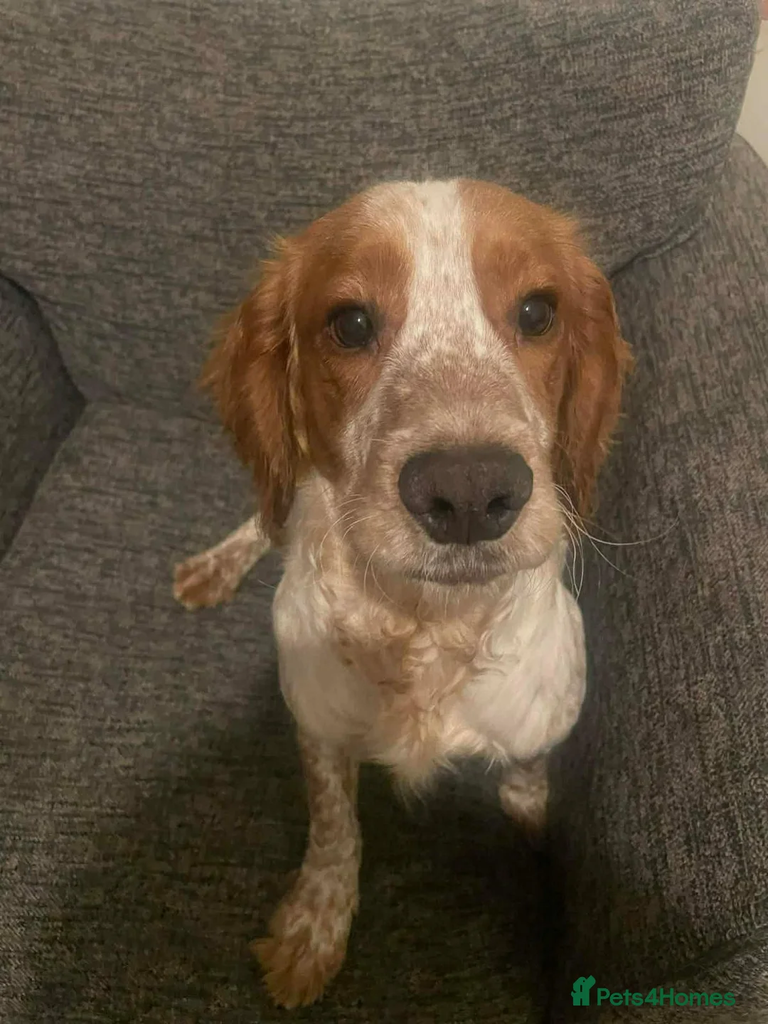 Cocker Spaniel dogs for sale: Lush little springer in Durham - Advert 4