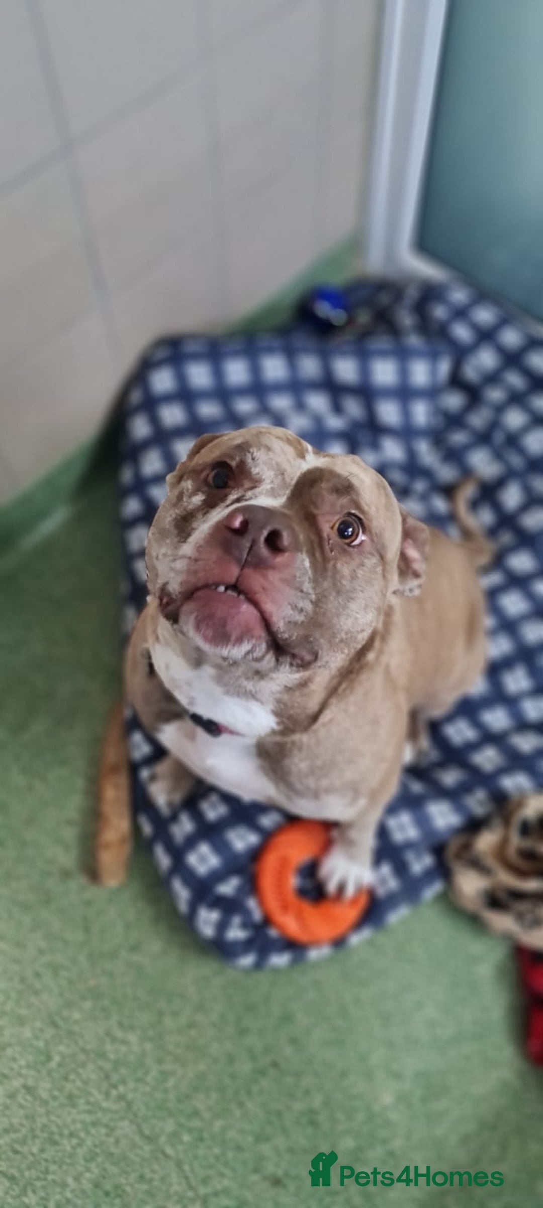 American Bulldog dogs for adoption: Bambi - Advert 1