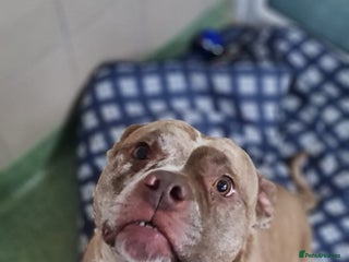 American Bulldog dogs Bambi - Advert 15