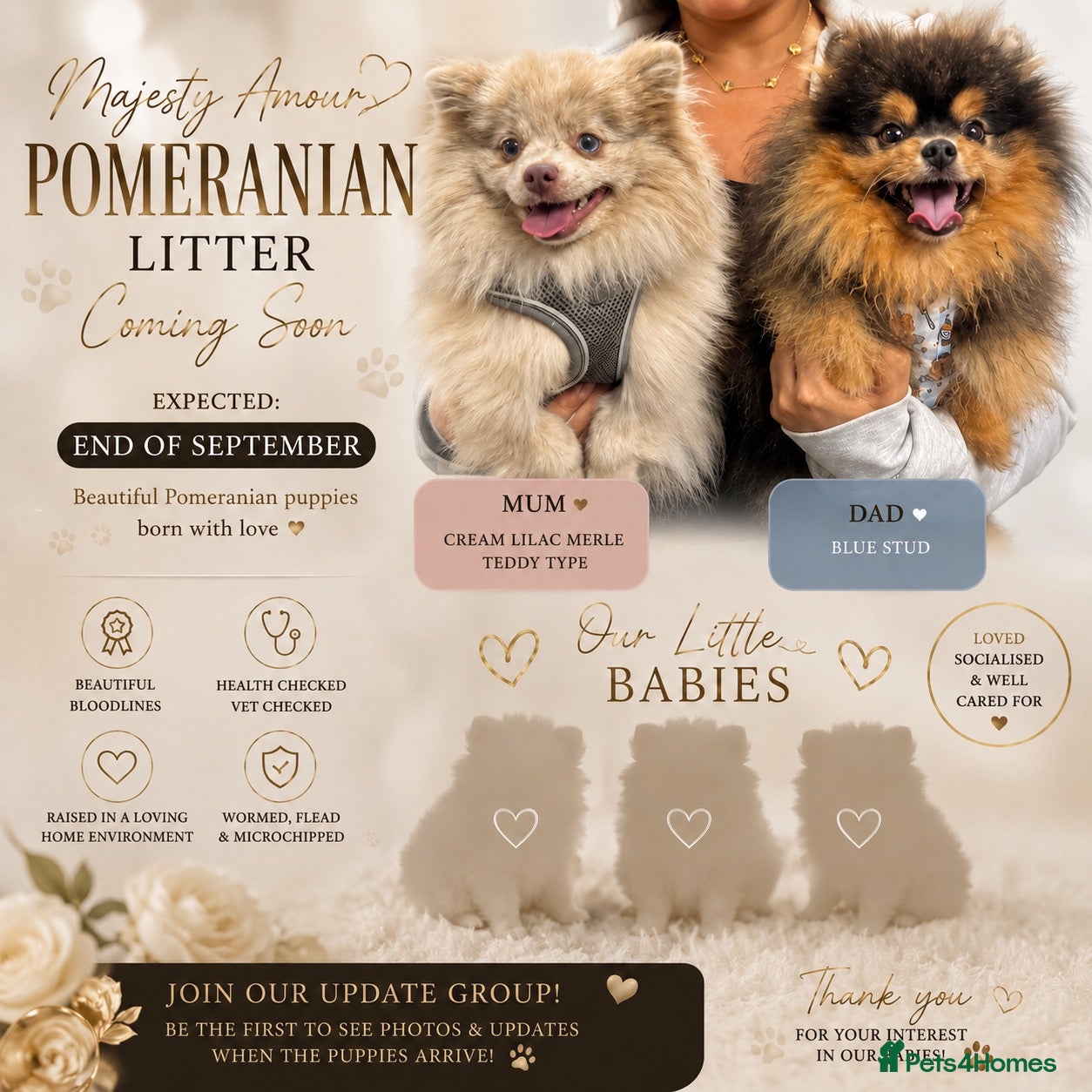 Pomeranian dogs 🧸 RESERVED BOTH BOYS NEW LITTER COMING SOON👑 - Advert 12