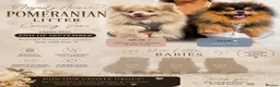 Pomeranian dogs for sale: 🧸 RESERVED BOTH BOYS NEW LITTER COMING SOON👑 - Advert 1