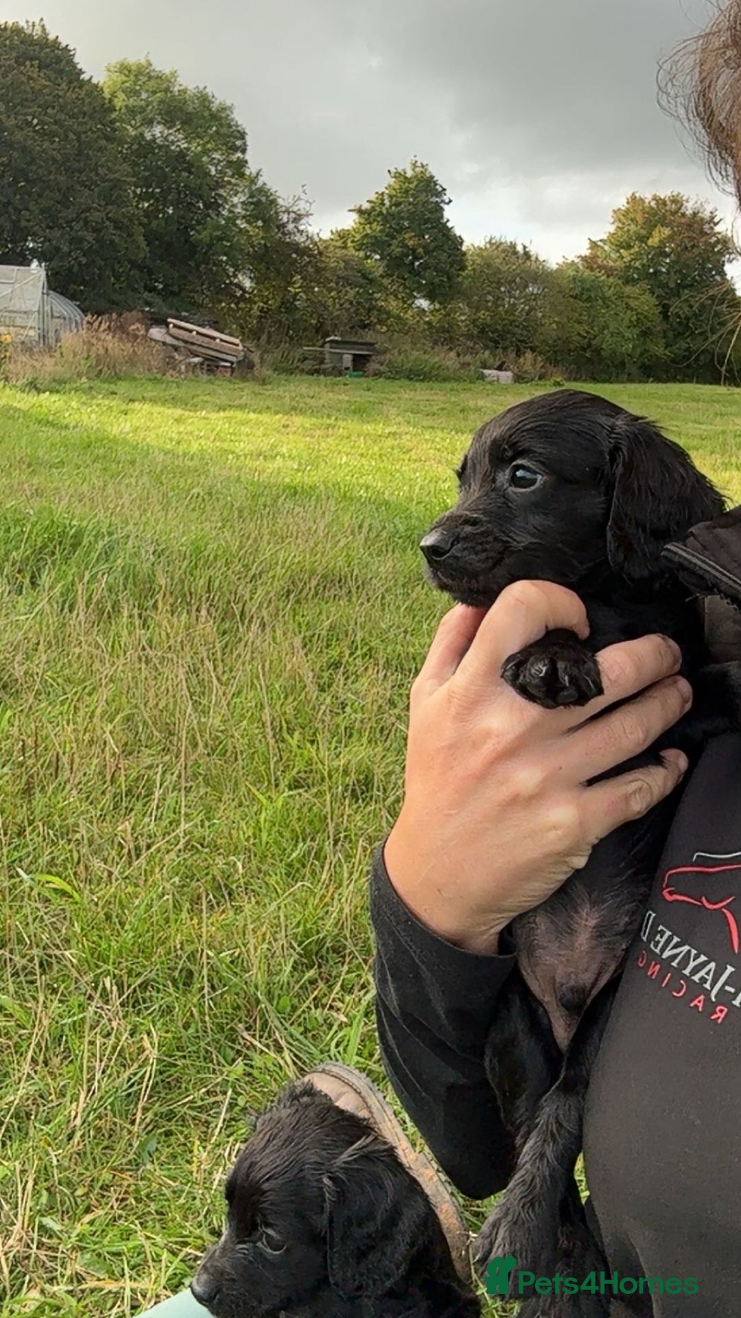Cocker Spaniel dogs for sale: Kc registered litter of working cocker spaniels  - Image 5