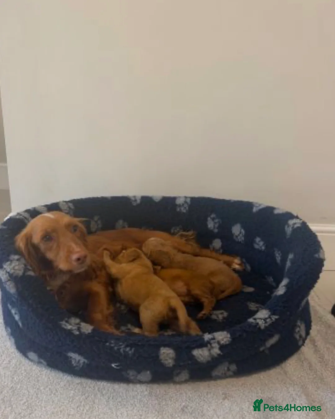 Cocker Spaniel dogs for sale: Cocker Spaniel puppy’s  - Advert 1