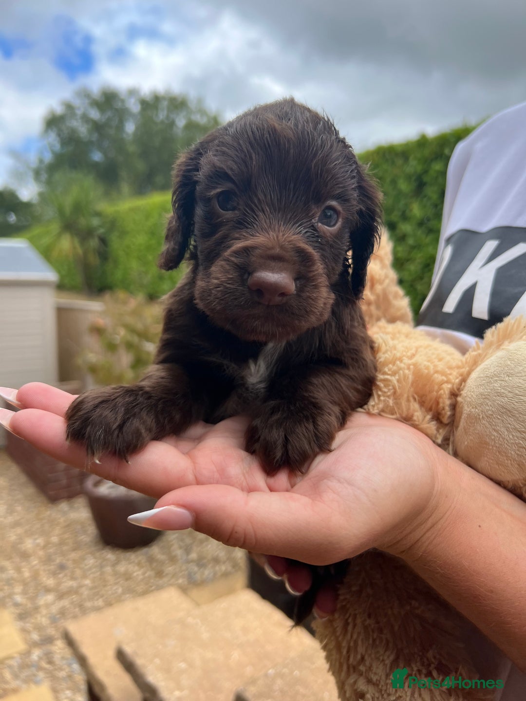 Cocker Spaniel dogs for sale: 7 gorgeous cocker spaniel puppy’s 🐶 - Image 4