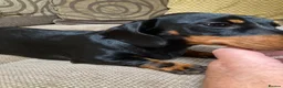 Miniature Dachshund dogs for stud: Miniature dachshund stud 18 champions in pedigree - Advert 14