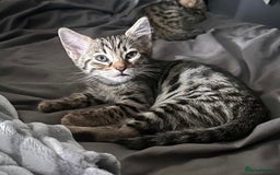 Savannah cats for sale: Savannah Kittens - Image 8