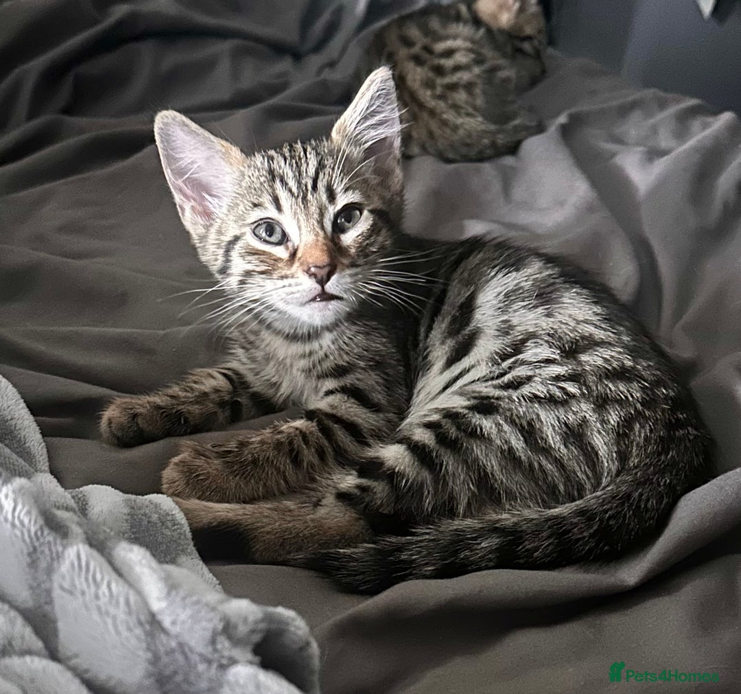 Savannah cats for sale: Savannah Kittens - Image 8