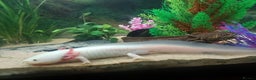 Axolotl reptiles for sale: Two healthy male axolotls, leucisistic and Wild - Advert 8