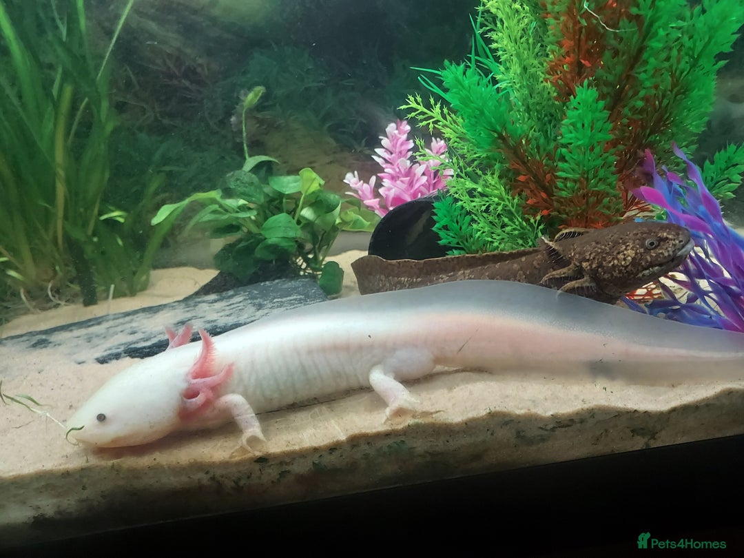 Axolotl reptiles for sale: Two healthy male axolotls, leucisistic and Wild - Advert 8