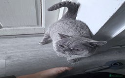 Mixed Breed cats for adoption: FREE rescue cats  looking for a new home  - Image 18