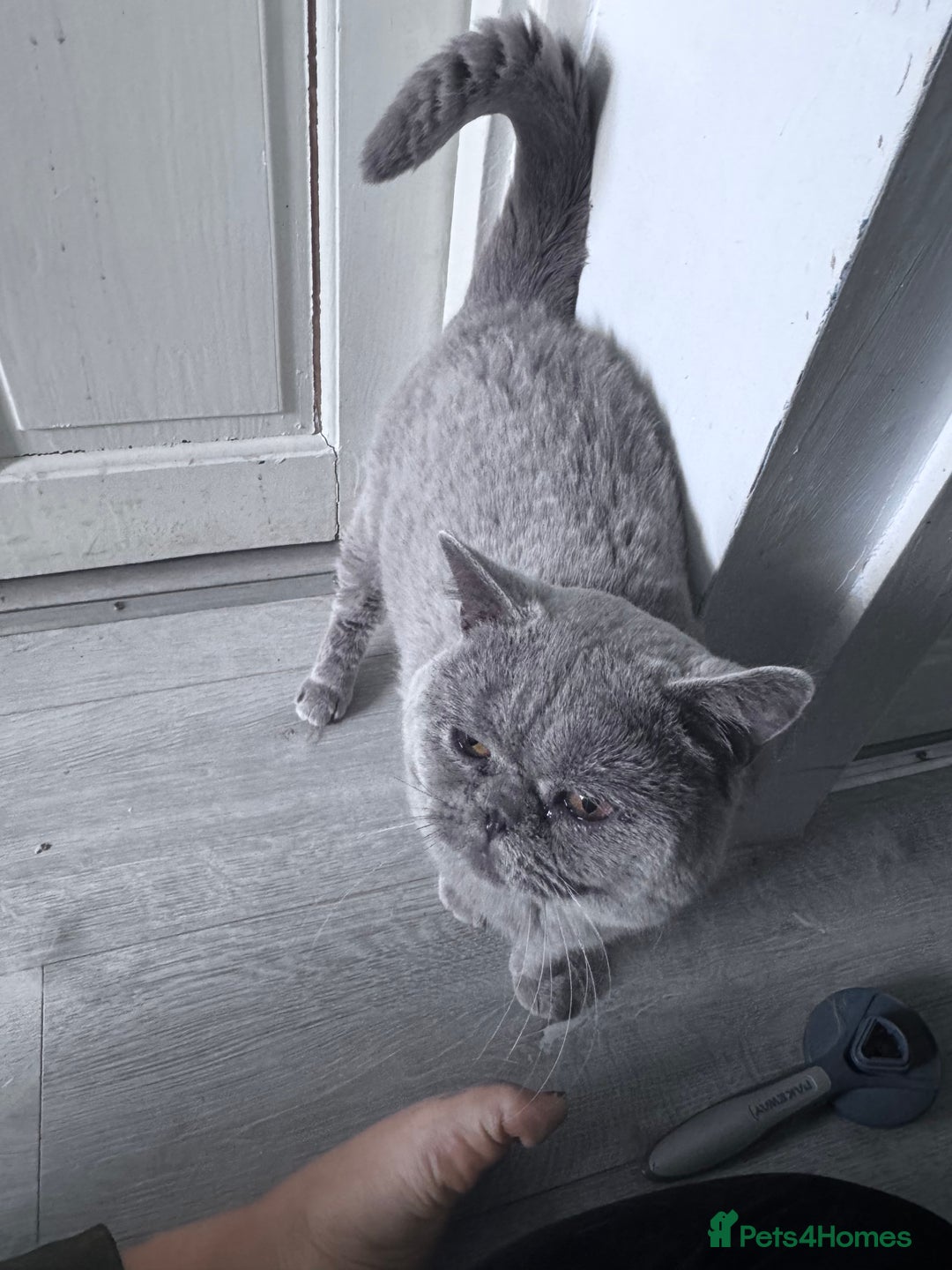 Mixed Breed cats for adoption: FREE rescue cats  looking for a new home  - Image 18