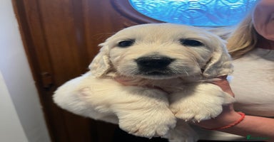 Golden Retriever dogs - Advert 13