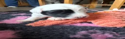 Old English Sheepdog dogs for sale: Bonnies beautiful pups  - Advert 4