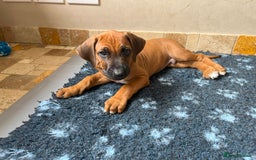 Rhodesian Ridgeback dogs for sale: Ridgeback: Chunky, Large Paws and Full Ridges  in Buckley - Image 22