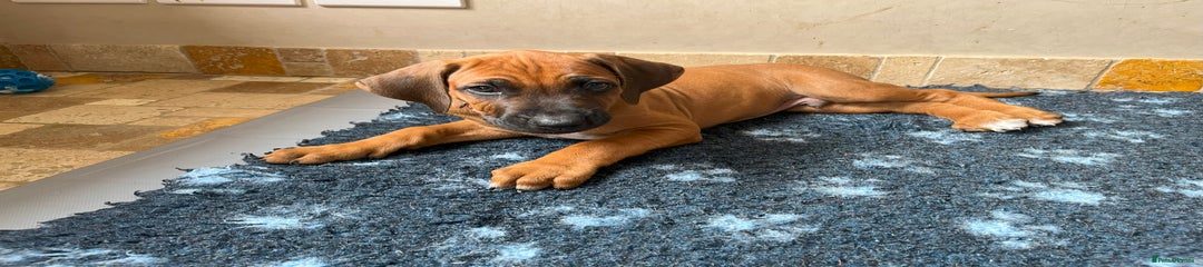 Rhodesian Ridgeback Puppy 8 Black & Orange