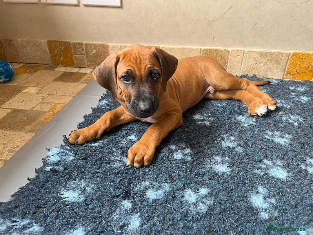 Rhodesian Ridgeback dogs for sale: Ridgeback: Chunky, Large Paws and Full Ridges  in Buckley - Image 22