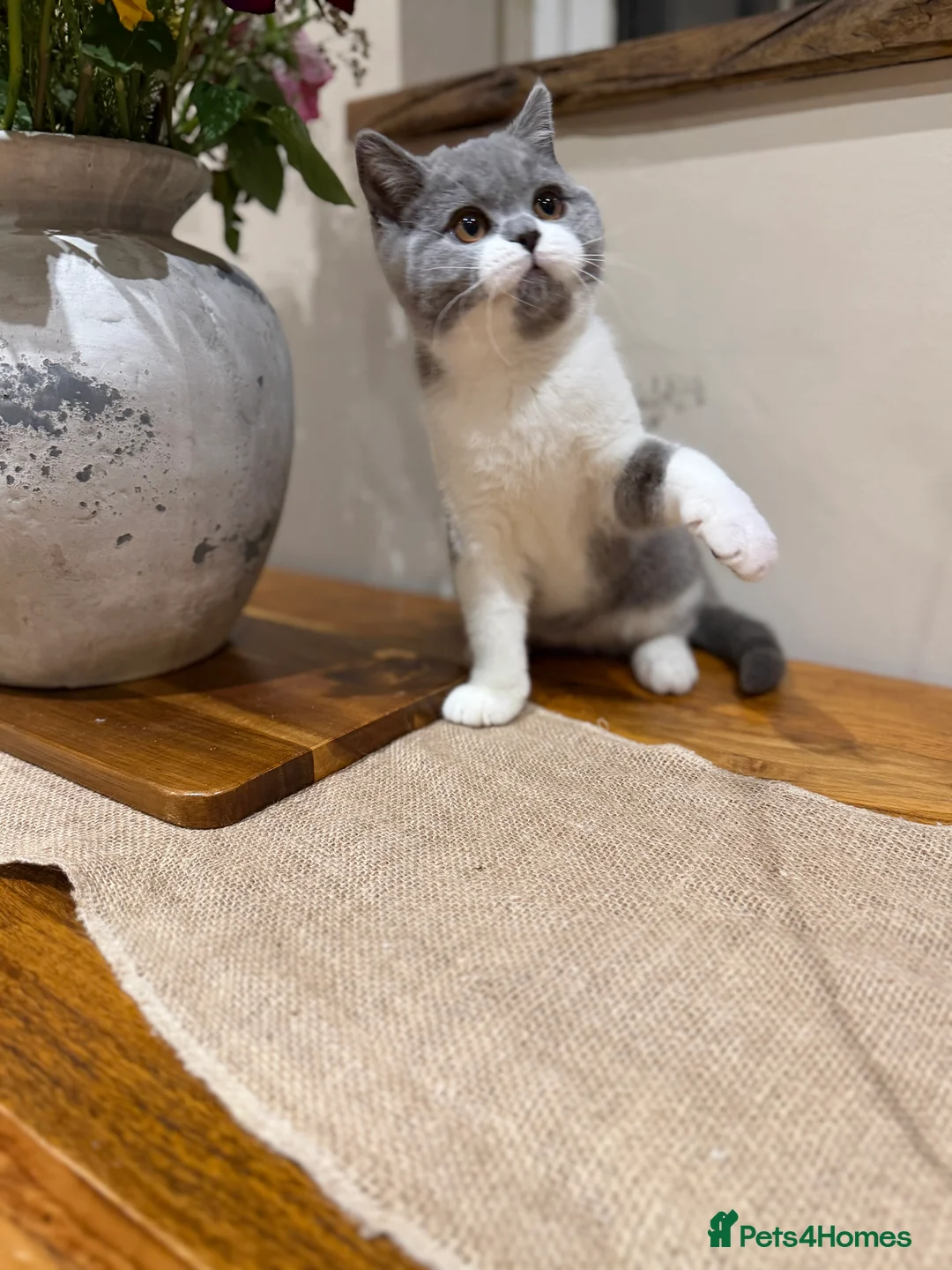 British Shorthair cats for sale: Full Pedigree Registered BSH  - Advert 2