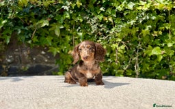 Miniature Dachshund dogs for sale: Long Haired Miniature Dachshunds - READY NOW! - Image 8