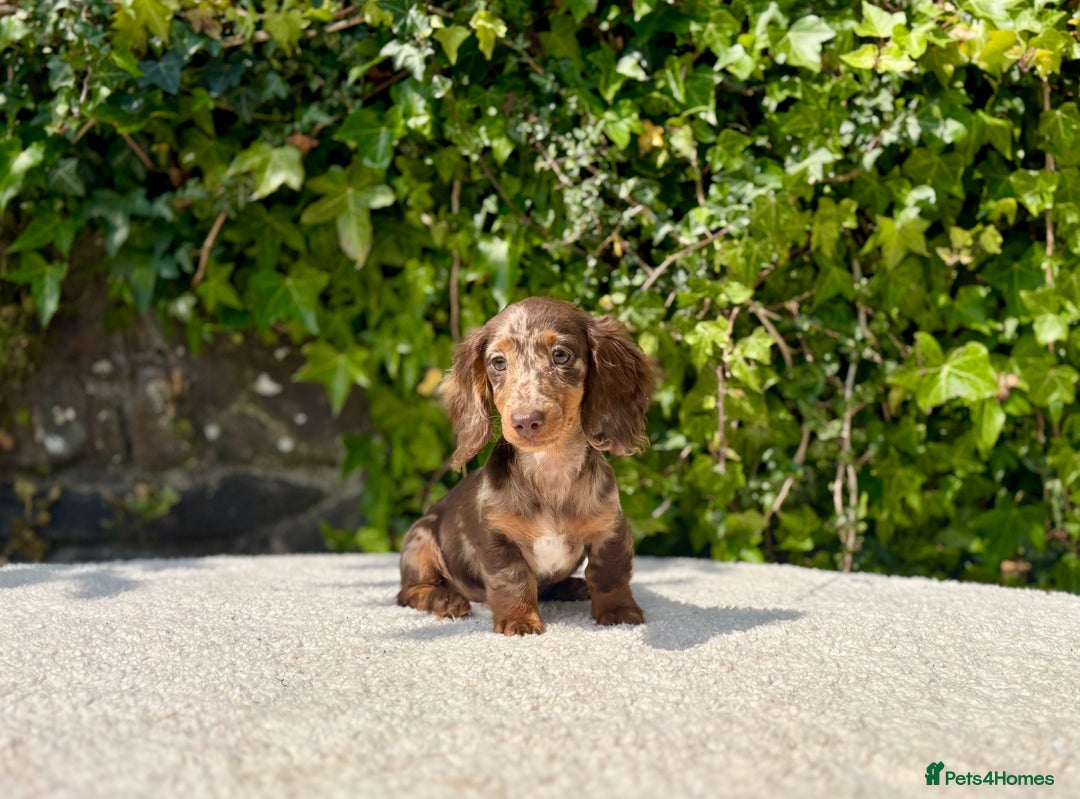 Miniature Dachshund dogs for sale: Long Haired Miniature Dachshunds - READY NOW! - Image 8