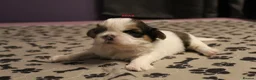 Shih Tzu dogs for sale: LOVELY SHIH TZU PUPPIES  - Advert 15