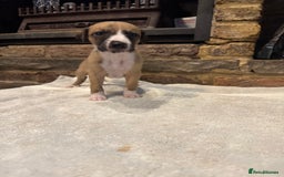 Whippet dogs for sale: Stunning whippets JUST ONE BOY LEFT - Image 14