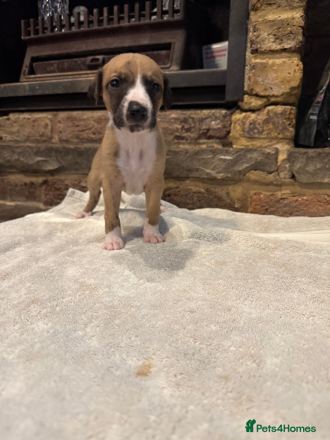 Whippet dogs for sale: Stunning whippets JUST ONE BOY LEFT - Image 14