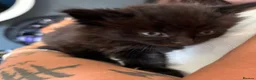Mixed Breed cats for sale: Beautiful Fluffy Kittens - Advert 7