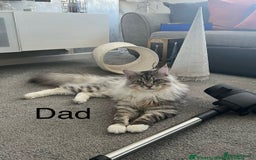 Maine Coon cats for sale: Mainecoon kittens Polydactyl/non polydactyl  - Image 4