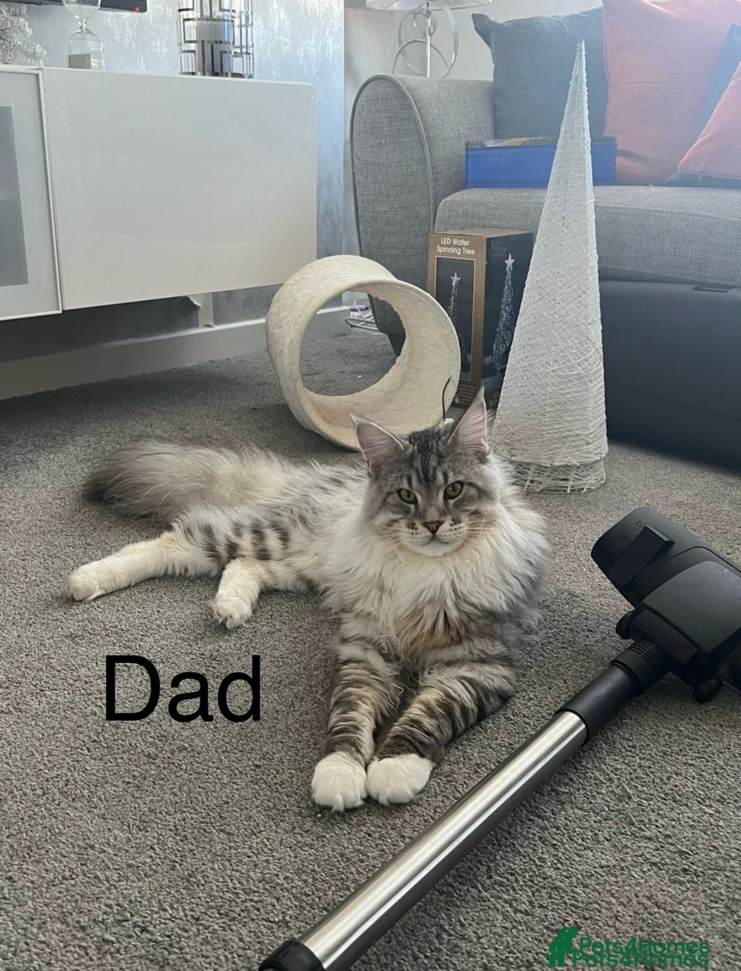 Maine Coon cats for sale: Mainecoon kittens Polydactyl/non polydactyl  - Image 4