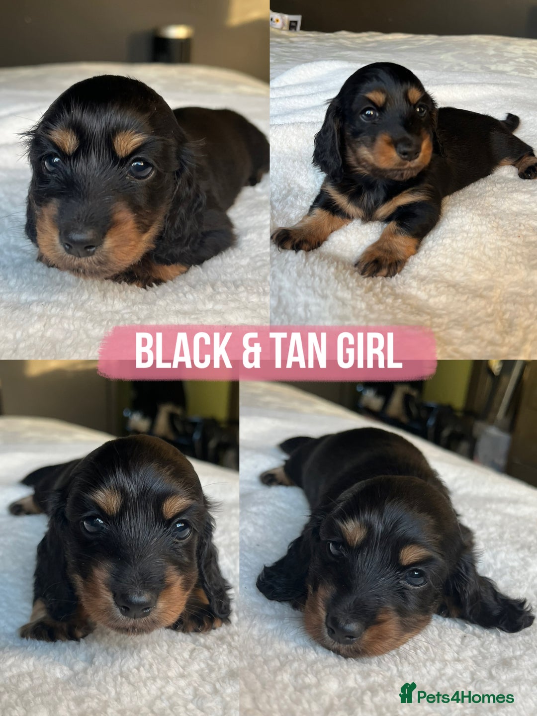 Miniature Dachshund dogs for sale: KC Long Hair Mini Dachshunds  - Advert 27
