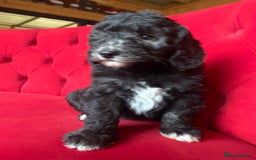 Sheepadoodle dogs for sale: Medium Sheepadoodle Puppies Available  - Advert 1